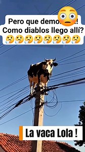 3.2M views · 28K reactions | YA SE BAJO LA VACA DEL POSTE!  | Santiago Alberto Chavez Moreno | Facebook