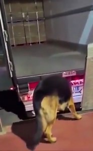 75K views · 1.5K reactions | El pichicho consiguió trabajo en empresa de logistica!!! #perritos #humor #gracioso #logistica | De Perrunos & Gatunos | Facebook