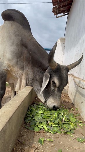 TOURO GUZERÁ DA LF - RACIONAL-A🏆 #shorts