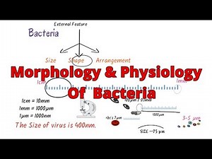 Morphology of bacteria || bacteria morphology classification || Structure ||Microbiology