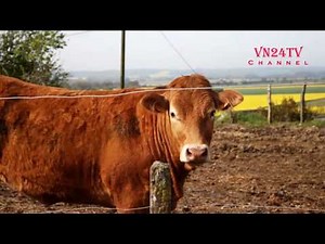 [4K] Con Bò, Dê, Cừu, Ngựa, Trâu, Ngựa Vằn đùa nghịch ăn cỏ uống nước tiếng kêu - Vn24tv Channel