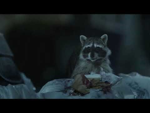 Raccoon-Geico-Piggy Bank