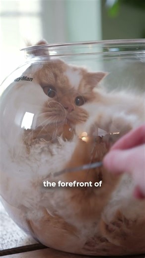 I got sent a fish bowl for my cats... 🐈🐟 #cat #cats #catshorts