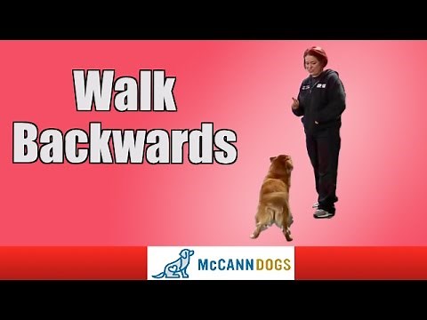 Dog Tricks: Walk Backwards On Command