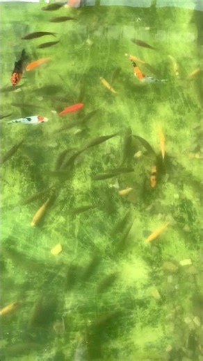 Beautiful Fish in the Pond | Relaxing Nature Video for Meditation & Study | Peaceful Water Life