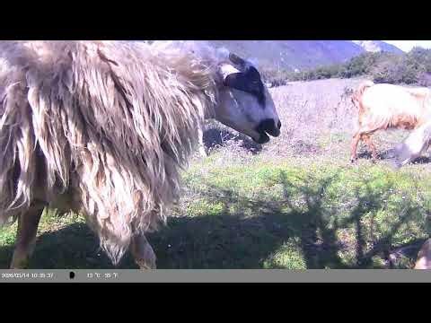 Φθιώτιδα :🐄Αγελάδες,🐑πρόβατα και 🐐κατσίκια έγραψε η Κάμερα αγριας ζωης σε λειβαδι.#βοσκή #κοπάδι