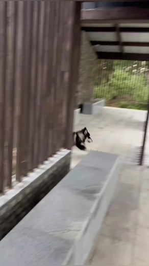 可愛い犬の面白い動画集