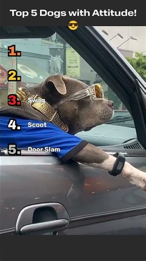 Dogs with Attitude! 🐶😎 | Funniest Sassy Dog Moments Ever