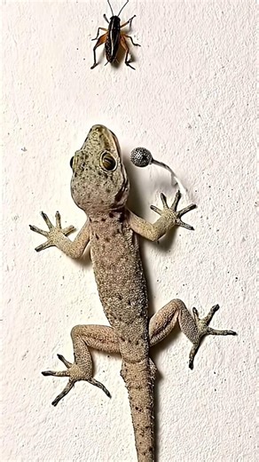 Lizard Singing | Viral Lizard | amazing lizard sound | #lizard #shorts #gecko #viral