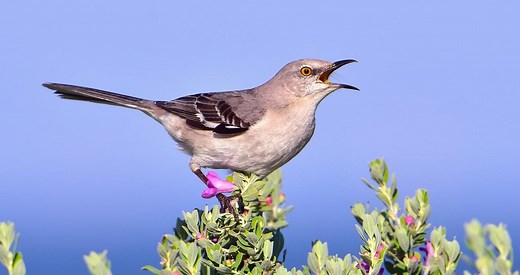 Northern Mockingbird Identification, All About Birds, Cornell Lab of Ornithology