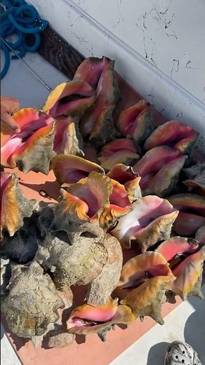 Perfect day diving conch in the Bahamas