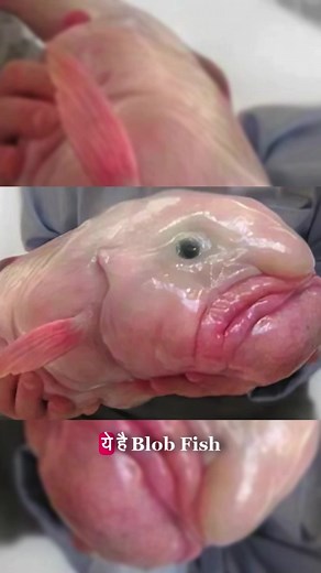 127K views · 3.9K reactions | Blob Fish Ugliest fish #Science #sciencefacts #viral | Vigyan baba | Facebook