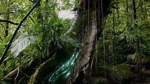 292K views · 1K reactions | Do you know where your oxygen comes from? #OneStrangeRock | National Geographic TV | Facebook