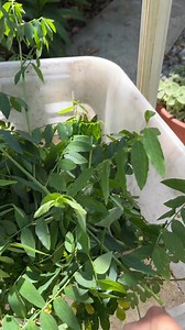 star goose berry | Myko's Aviary