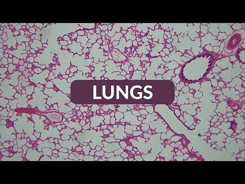 Histology Made Easy: LUNG at 40x,100x, 200x and 400x magnification