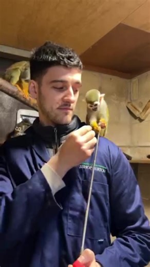 1.3K views · 36 reactions | Our Squirrel Monkeys have training...