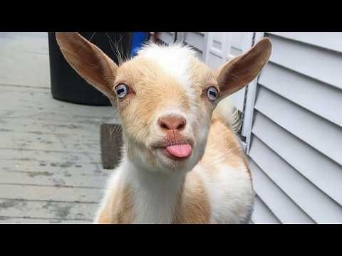 You Won't Stop Laughing At These RIDICULOUS Animals 🤣