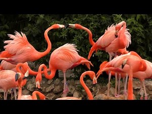 Flamingos Fight Nest Sleep FYV