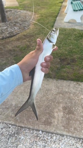Great snook bait. #fishing #snookfishing | Wang D Fishing