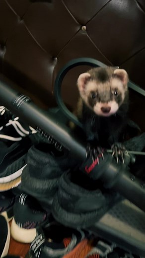 Playful Ferret Exploring a Kitchen Environment