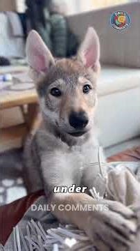 I earned the trust of a Wolf Cub... and it changed my life 🐺✨