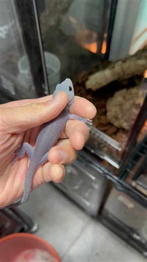 2.9K views · 6.8K reactions | Love this little guy. #tokay #tokaygecko #tokaygeckos #gekkogecko #gecko #gekko #geckobreeders #babygecko #babygeckos #babytokay #melanistic | Gekko & Gecko | Facebook