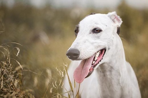 Greyhound Facts You May Not Know