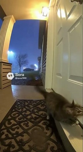 Cat Final Meow Before Storm Hits 😿💔💔💔