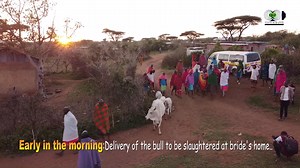 26K views · 975 reactions | Day 2 WEDDING DAY process 3 Just before sunrise the Groom, best man and elders arrive at the bride's home with the bull to be slaughtered with an accompany of a sheep. At the gate the groom and best man will exchange shoes and walking sticks {to be collected on date of departure} they also sing along the way, Interesting right?☺️ | Qip photography | Facebook
