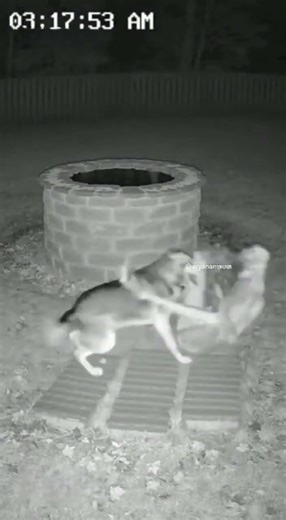 Terrifying Well Creature Appears on Farm — Dog Steps In