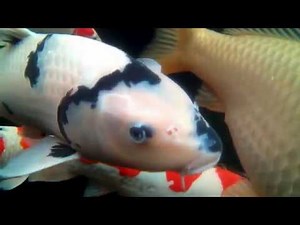 Koi for beginners