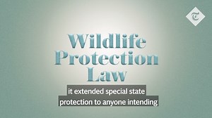 40K views · 350 reactions | Both SARS and coronavirus were found in China and we’re both found to come from wet markets. But, how conclusive is the link to wet markets? | The Telegraph | Facebook