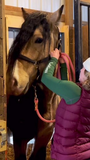 Our New Horse's Magnificent Appearance at Free Spirit Equestrian