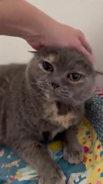 6.3K views · 507 reactions | Isis | Peters Creek Pet Boarding | Facebook