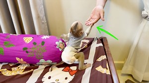 6.4K views · 286 reactions | Talkative Baby Tauch Very Hilarious Shouting Touch Daddy's Hand | Monkey Daily | Facebook