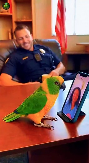 3.3K views · 21 reactions | Parrot Exposes Dad on Live Video Call with Mom 列 #petparrot #talkingparrot #parrotsoftiktok #funnyp | Green room podcast | Facebook