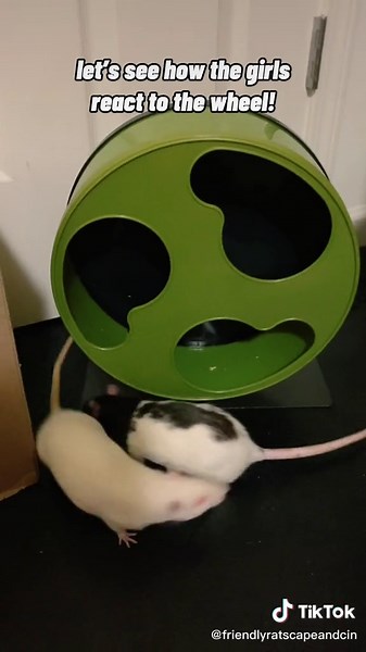 Adorable Rats Having Fun on Their Running Wheel