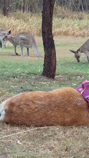 Misty watching a mob of Skippies crusing past having a feed. | Philip Atkinson