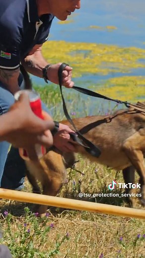 K9 Unit: Strength and Loyalty in Protection Services