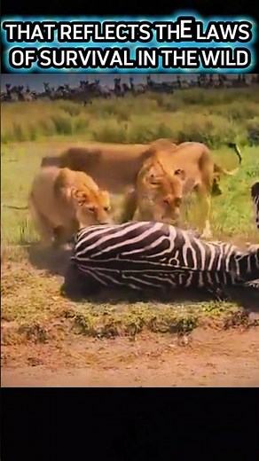 The Brutal Truth Of The Savanna #wildlife #lion #animals