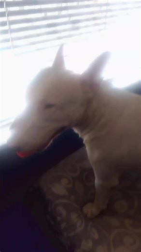 doggy clapping shu shu💨