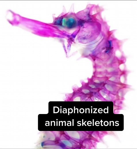Diaphonization is a staining technique makes the body of the animal transparent and then stains the bones with dyes #foryoupage #foryou #nature #fyp #animals #learnontiktok