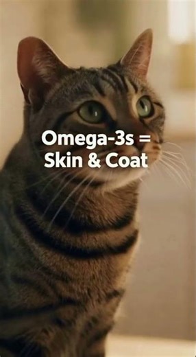 Healthy Dog Food Ad