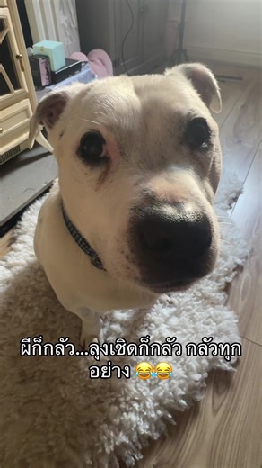 star_chickky (@star_chickky)’s videos with เสียงต้นฉบับ - star_chickky