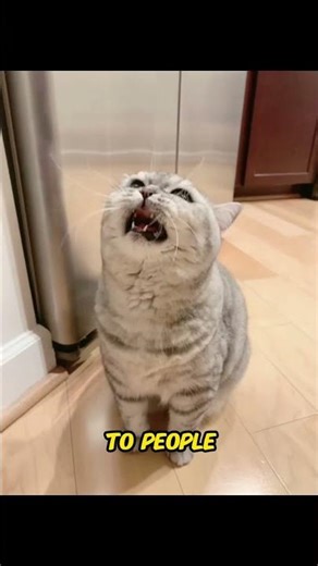 Why Cats Meow Differently to Humans