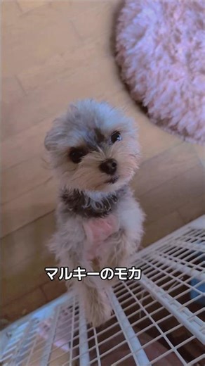 【ミックス犬モカ】マルキーのモカとヨープーのチョコ #mixdog #多頭飼い犬 #マルキー #ヨープー #いぬのきもち #犬のいる暮らし #愛犬 #4ワンコ #いぬすたぐらむ