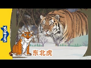 [4K] 认识动物 - 东北虎 ( Meet the Animals - Siberian Tiger | 老虎 | 童話故事 | Animals | Little Fox Chinese