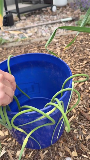 Garlic scape recipe ideas ￼