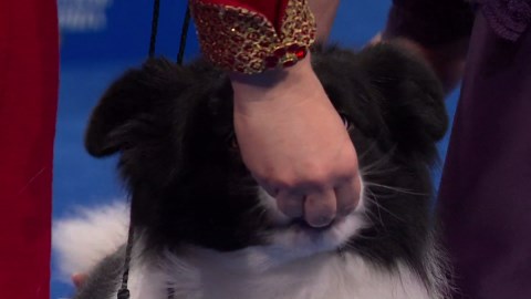 2024 NDS: Border Collie