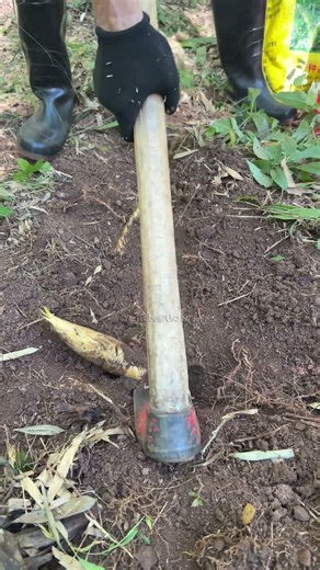Big Reveal of Winter Bamboo Shoot Digging Techniques, Master them and you'll be an expert.